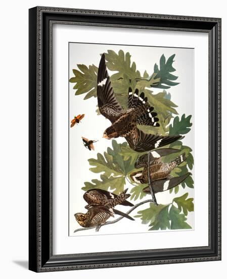 Audubon: Nighthawk-John James Audubon-Framed Giclee Print