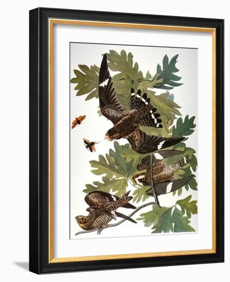 Audubon: Nighthawk-John James Audubon-Framed Giclee Print