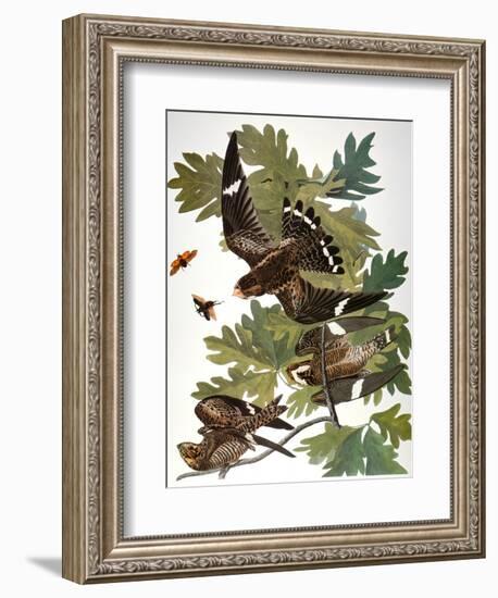 Audubon: Nighthawk-John James Audubon-Framed Giclee Print