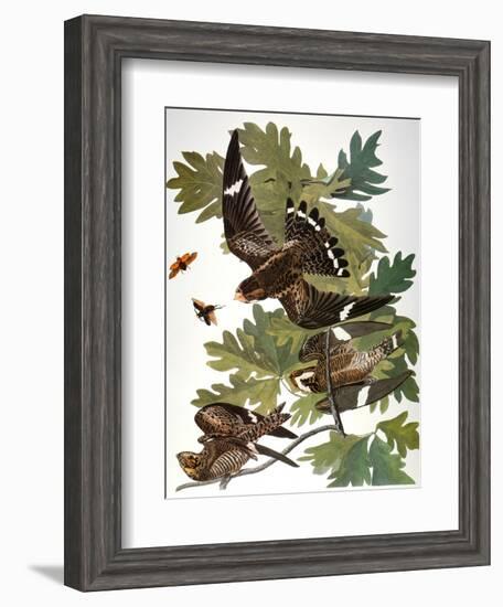 Audubon: Nighthawk-John James Audubon-Framed Giclee Print