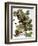 Audubon: Nighthawk-John James Audubon-Framed Giclee Print