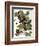 Audubon: Nighthawk-John James Audubon-Framed Giclee Print