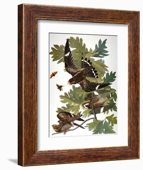 Audubon: Nighthawk-John James Audubon-Framed Giclee Print