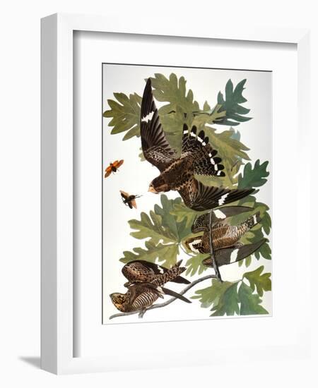 Audubon: Nighthawk-John James Audubon-Framed Giclee Print