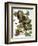 Audubon: Nighthawk-John James Audubon-Framed Giclee Print