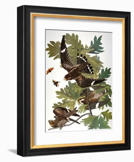 Audubon: Nighthawk-John James Audubon-Framed Giclee Print