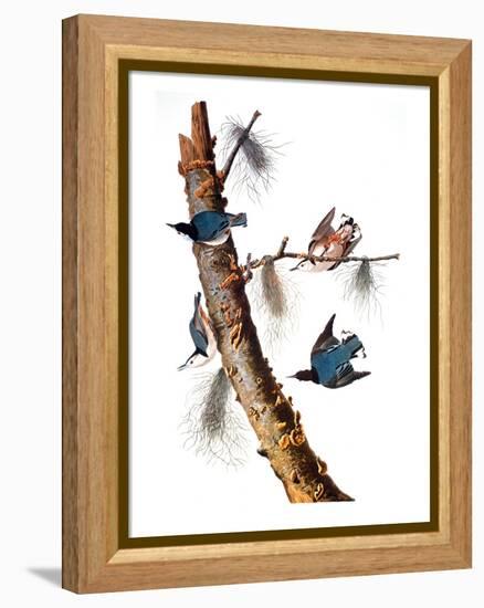 Audubon: Nuthatch-John James Audubon-Framed Premier Image Canvas