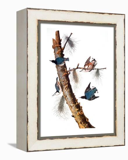 Audubon: Nuthatch-John James Audubon-Framed Premier Image Canvas