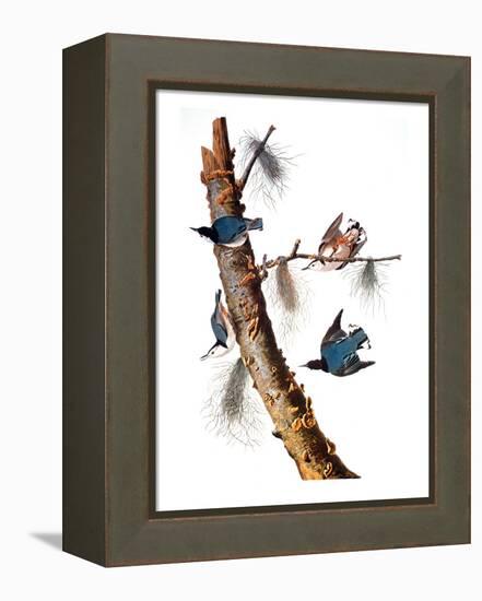 Audubon: Nuthatch-John James Audubon-Framed Premier Image Canvas