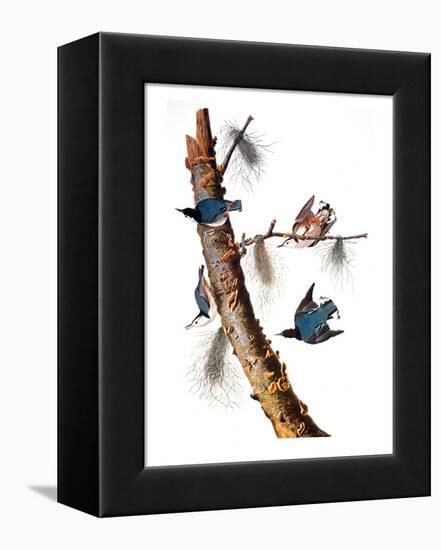 Audubon: Nuthatch-John James Audubon-Framed Premier Image Canvas