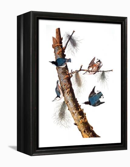 Audubon: Nuthatch-John James Audubon-Framed Premier Image Canvas