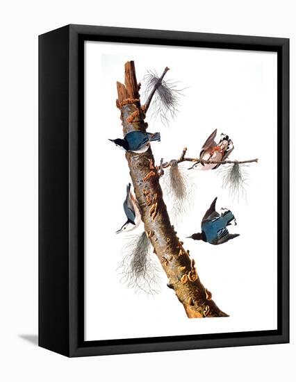 Audubon: Nuthatch-John James Audubon-Framed Premier Image Canvas