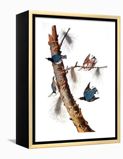 Audubon: Nuthatch-John James Audubon-Framed Premier Image Canvas