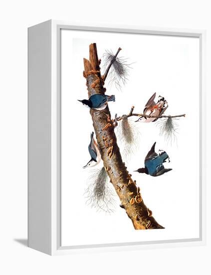 Audubon: Nuthatch-John James Audubon-Framed Premier Image Canvas