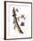 Audubon: Nuthatch-John James Audubon-Framed Premium Giclee Print