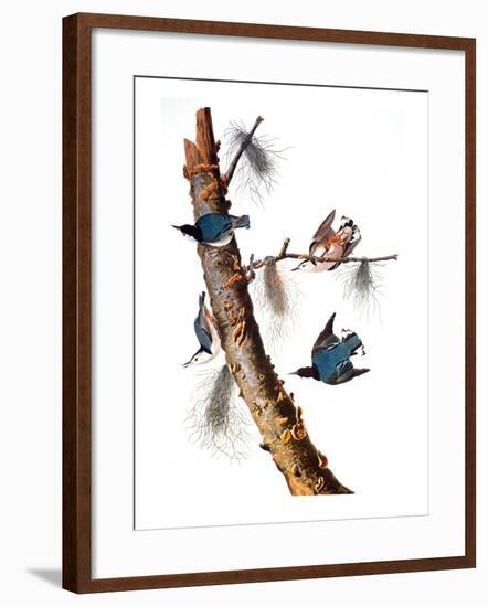 Audubon: Nuthatch-John James Audubon-Framed Premium Giclee Print