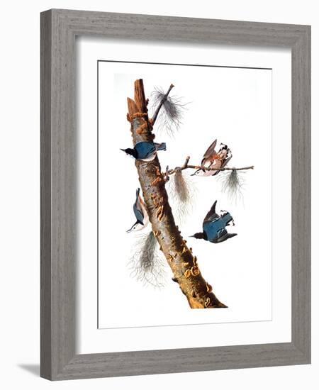 Audubon: Nuthatch-John James Audubon-Framed Giclee Print