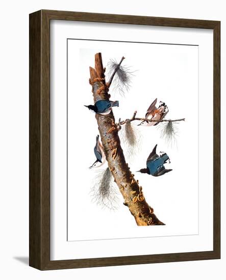 Audubon: Nuthatch-John James Audubon-Framed Giclee Print