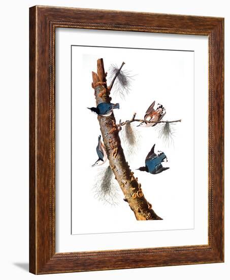 Audubon: Nuthatch-John James Audubon-Framed Giclee Print