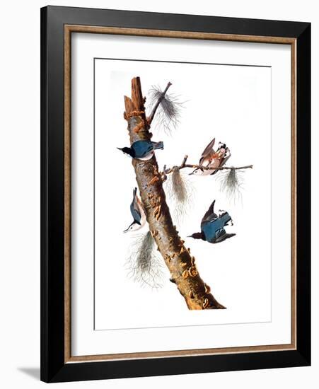 Audubon: Nuthatch-John James Audubon-Framed Giclee Print