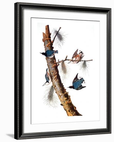 Audubon: Nuthatch-John James Audubon-Framed Giclee Print