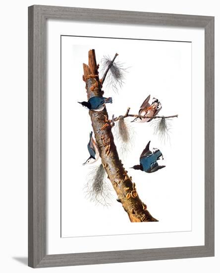 Audubon: Nuthatch-John James Audubon-Framed Giclee Print