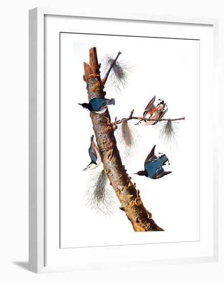 Audubon: Nuthatch-John James Audubon-Framed Giclee Print