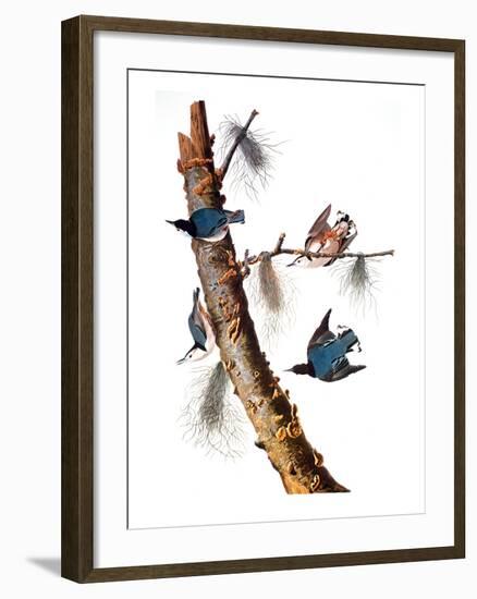 Audubon: Nuthatch-John James Audubon-Framed Giclee Print