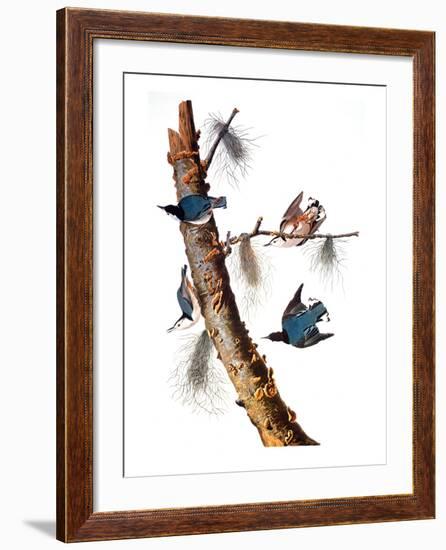 Audubon: Nuthatch-John James Audubon-Framed Giclee Print