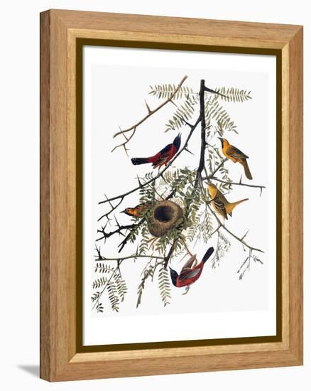 Audubon: Oriole-John James Audubon-Framed Premier Image Canvas