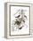 Audubon: Oriole-John James Audubon-Framed Premier Image Canvas