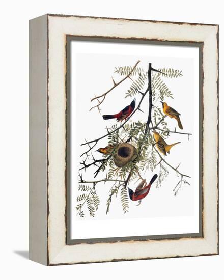 Audubon: Oriole-John James Audubon-Framed Premier Image Canvas