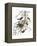 Audubon: Oriole-John James Audubon-Framed Premier Image Canvas