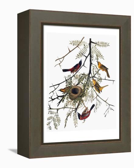 Audubon: Oriole-John James Audubon-Framed Premier Image Canvas