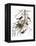 Audubon: Oriole-John James Audubon-Framed Premier Image Canvas