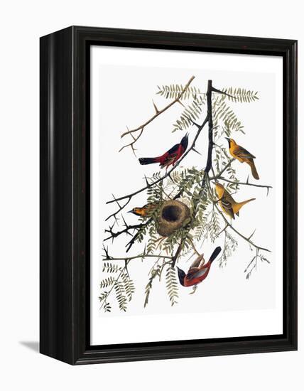 Audubon: Oriole-John James Audubon-Framed Premier Image Canvas