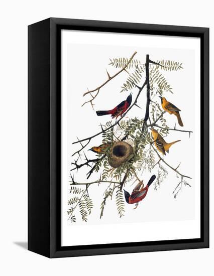 Audubon: Oriole-John James Audubon-Framed Premier Image Canvas