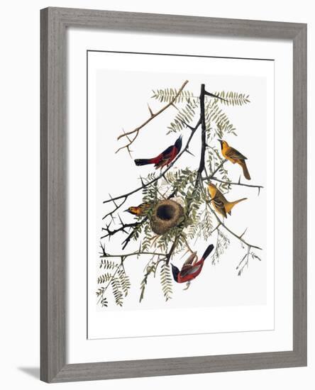 Audubon: Oriole-John James Audubon-Framed Premium Giclee Print