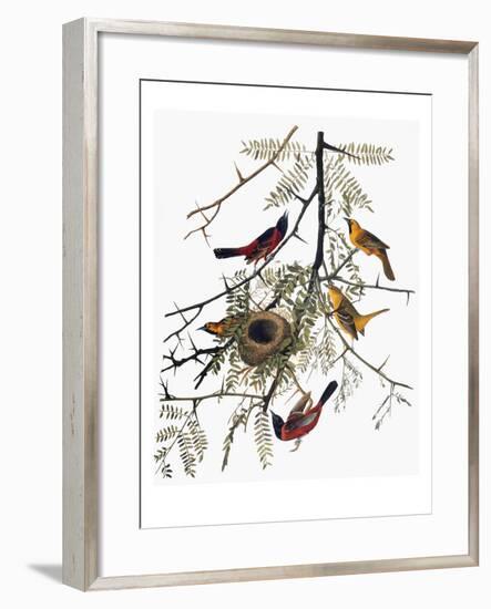 Audubon: Oriole-John James Audubon-Framed Premium Giclee Print