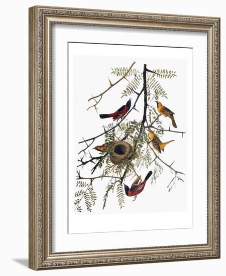 Audubon: Oriole-John James Audubon-Framed Giclee Print