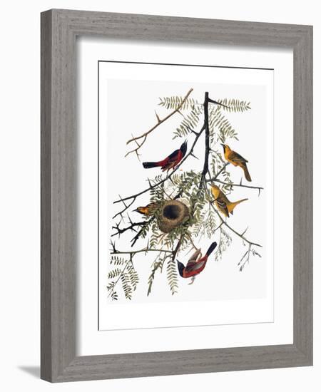 Audubon: Oriole-John James Audubon-Framed Giclee Print