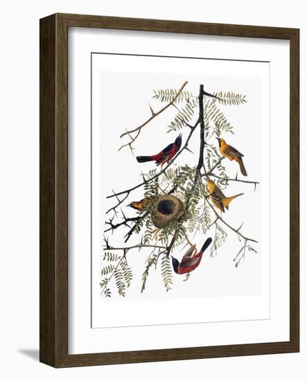 Audubon: Oriole-John James Audubon-Framed Giclee Print