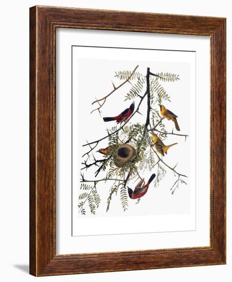 Audubon: Oriole-John James Audubon-Framed Giclee Print