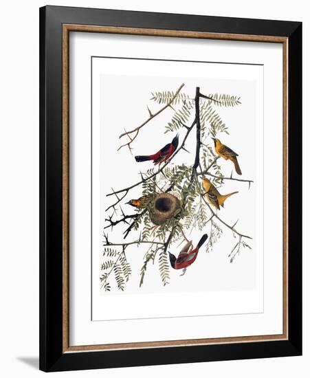 Audubon: Oriole-John James Audubon-Framed Giclee Print