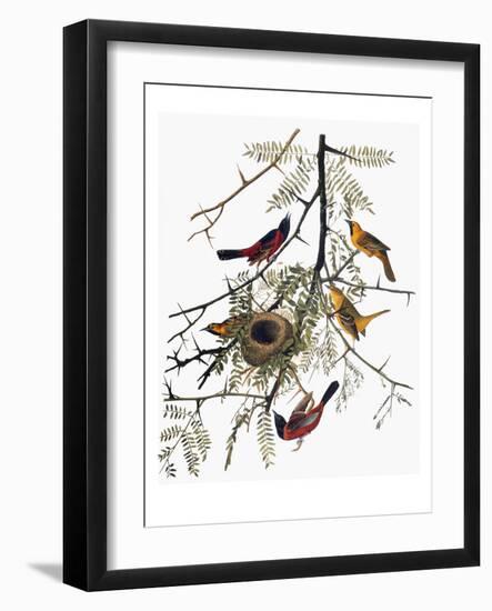 Audubon: Oriole-John James Audubon-Framed Giclee Print