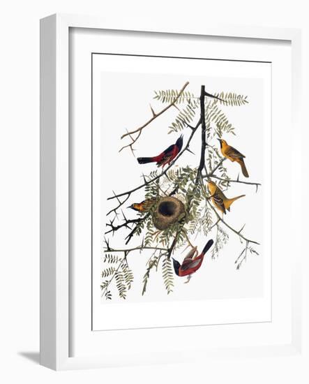 Audubon: Oriole-John James Audubon-Framed Giclee Print