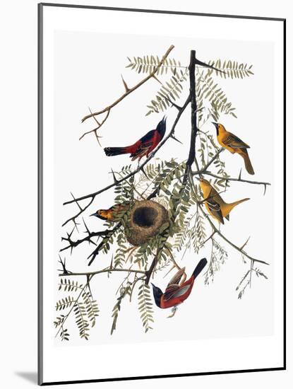 Audubon: Oriole-John James Audubon-Mounted Giclee Print