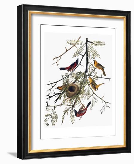 Audubon: Oriole-John James Audubon-Framed Giclee Print