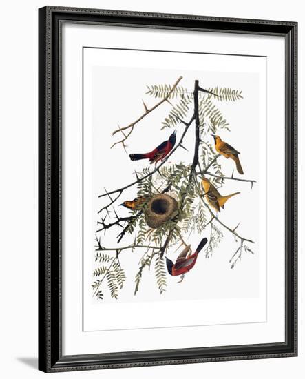 Audubon: Oriole-John James Audubon-Framed Giclee Print