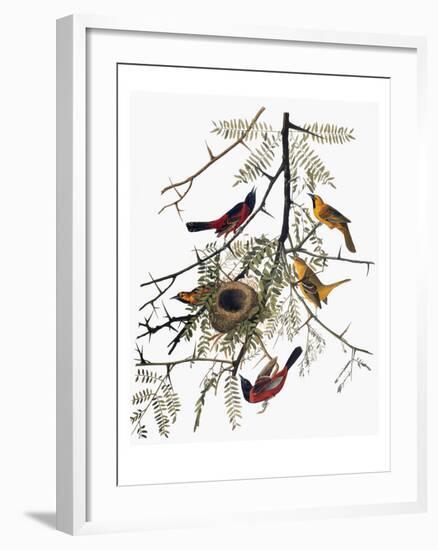 Audubon: Oriole-John James Audubon-Framed Giclee Print